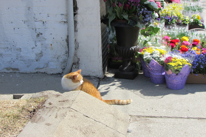 Flower Shop Cat