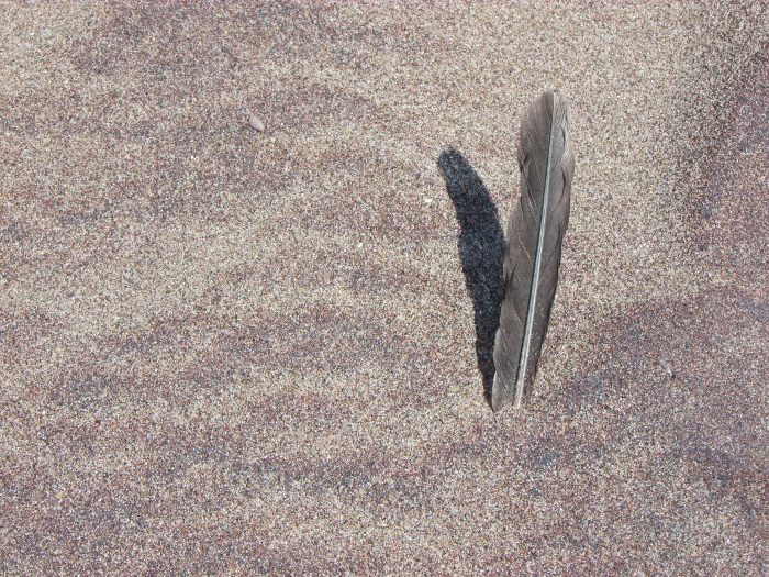 Feather in the Sand