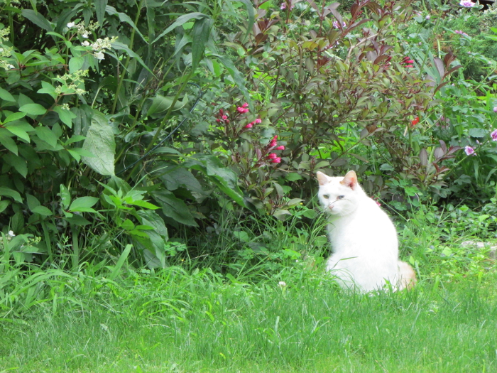 Glow. Take 1. Cats in the Hood.