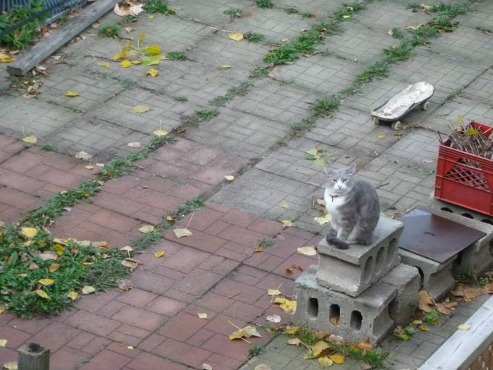 Grey. Cats in the Hood.