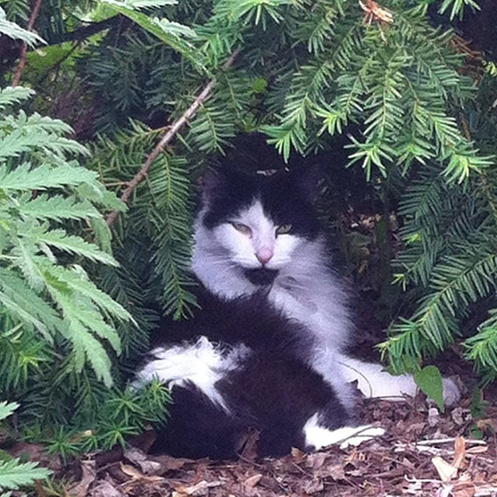 Nestle - Cats in the Hood