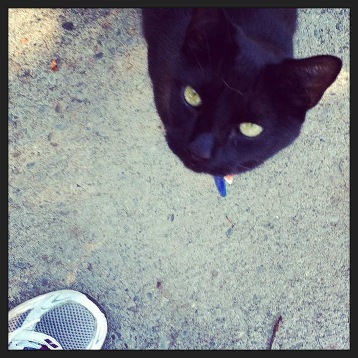 Pickle. Take 1. Cats in the Hood.