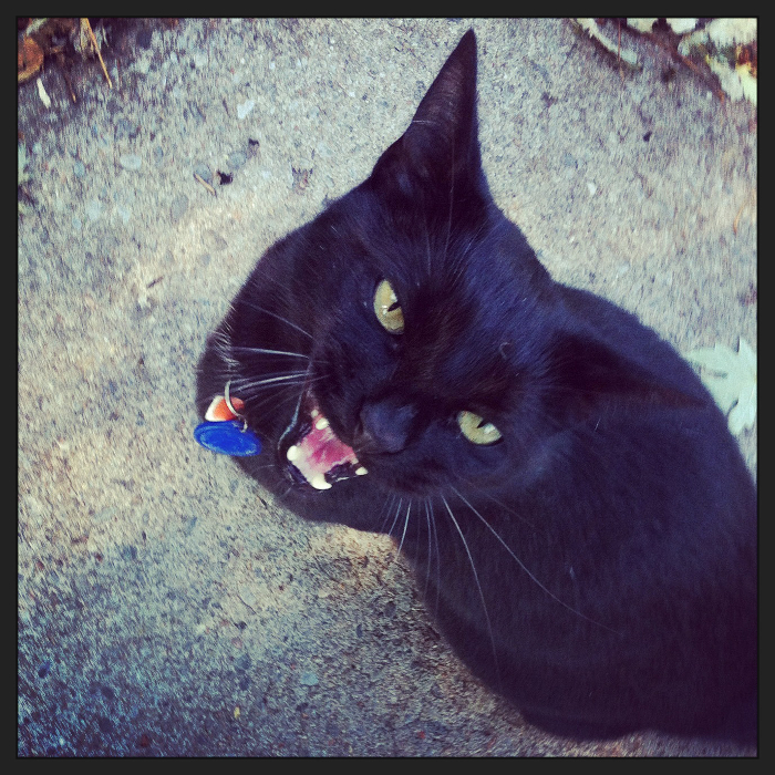 Pickle. Take 2. Cats in the Hood.