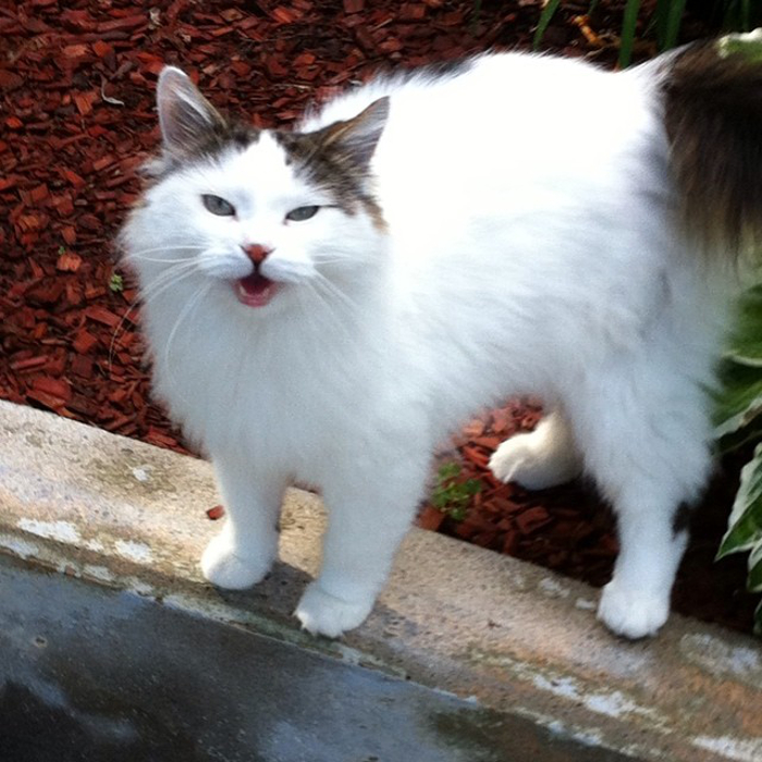 Priscilla. Cats in the Hood.