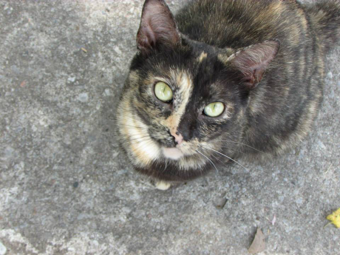 Shortie the Tortie