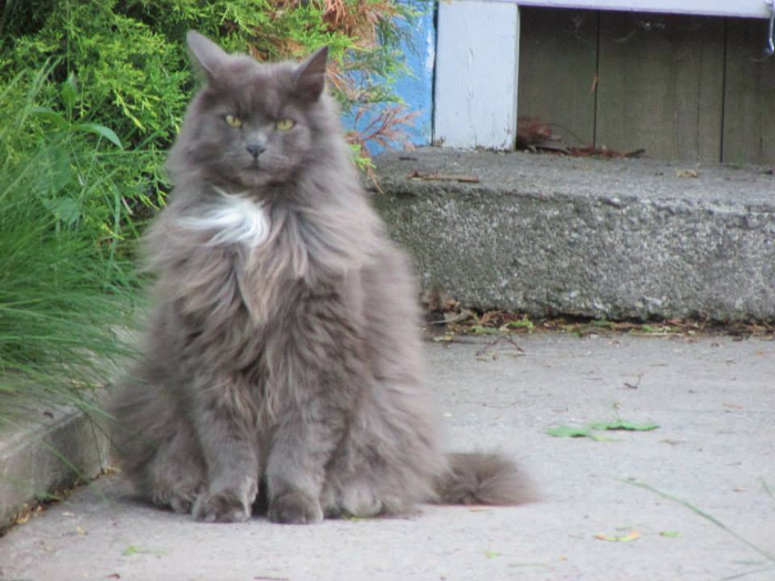 The Emperor