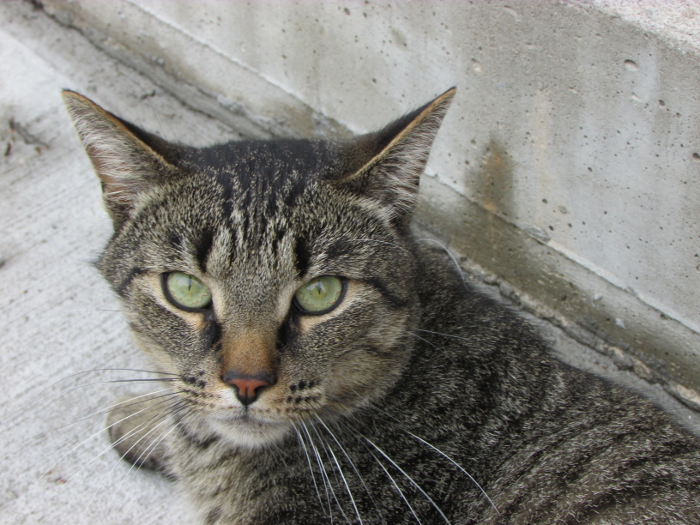 Van. Cats in the Hood