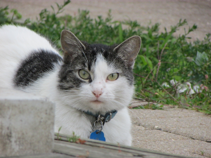 Wink. Take 1. Cats in the Hood.