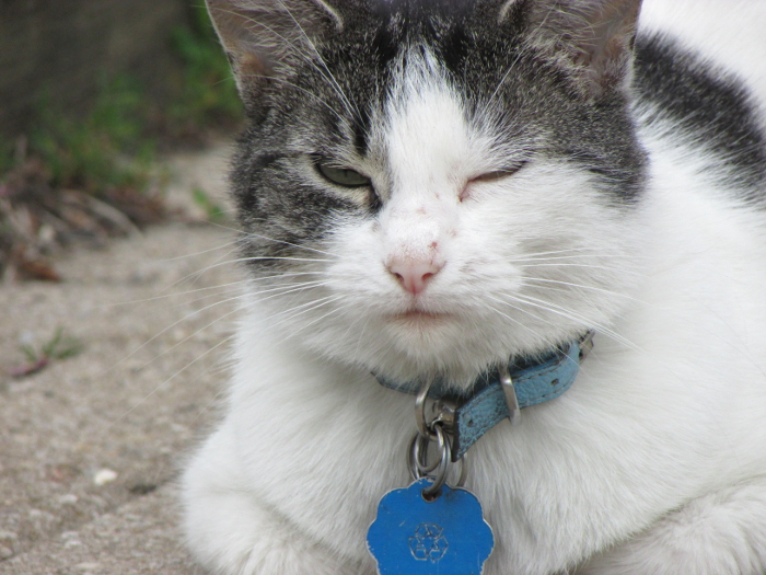 Wink Take 2. Cats in the Hood.