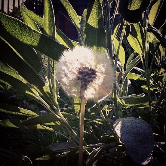 Dandelion. #goodmorninggarden
