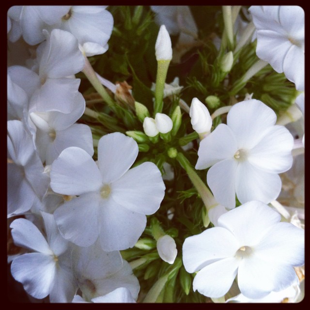 White Phlox. #goodmorninggarden. 