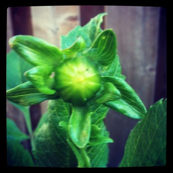 Dahlia's Almost Here. #goodmorninggarden