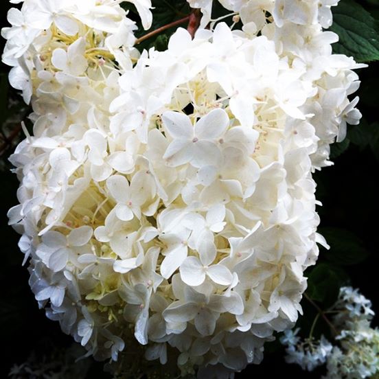 Huge Hydrangea. #goodmorninggarden