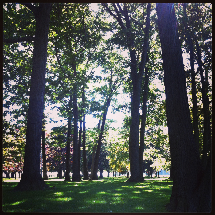 Acorn Forest
