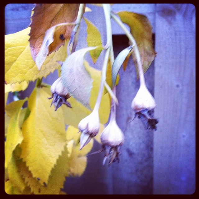 Fall Bells #goodmorninggarden