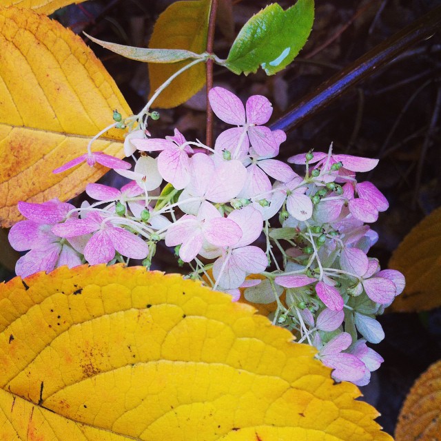 Hydrangea and Leaves
