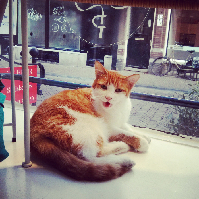 Utrecht Shop Cat