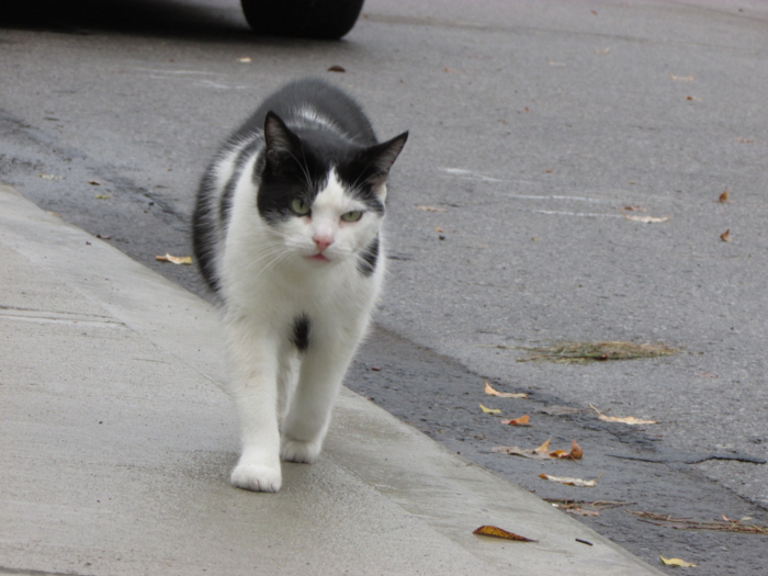Charlie. Cats in the Hood.