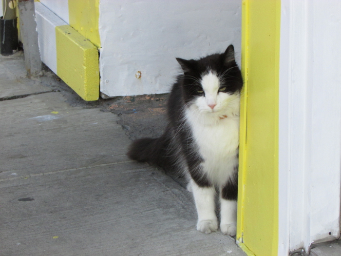 Georgie. Cats in the Hood.