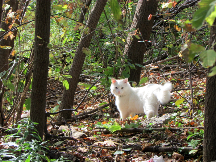Frosty. Cats in the Hood.