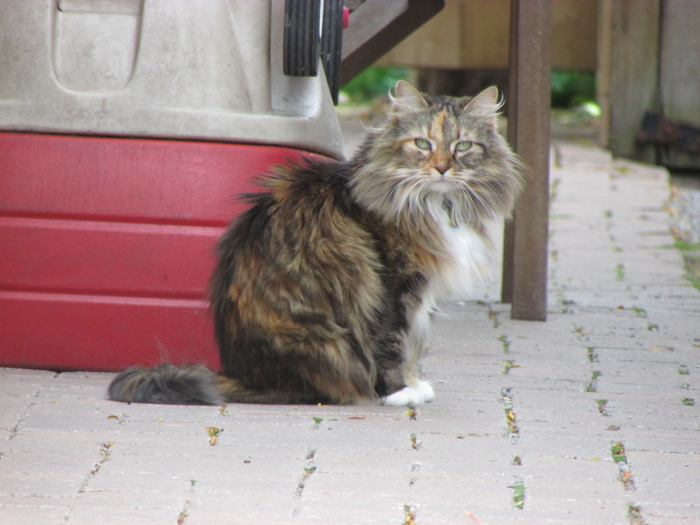 Cats in the Hood.