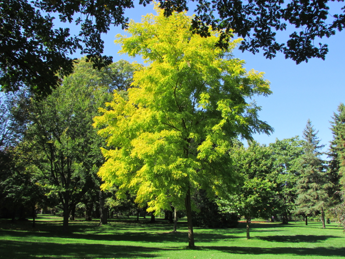 Tree with Yellow Leaves Toronto Botanical Gardens 