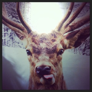Deer Me!