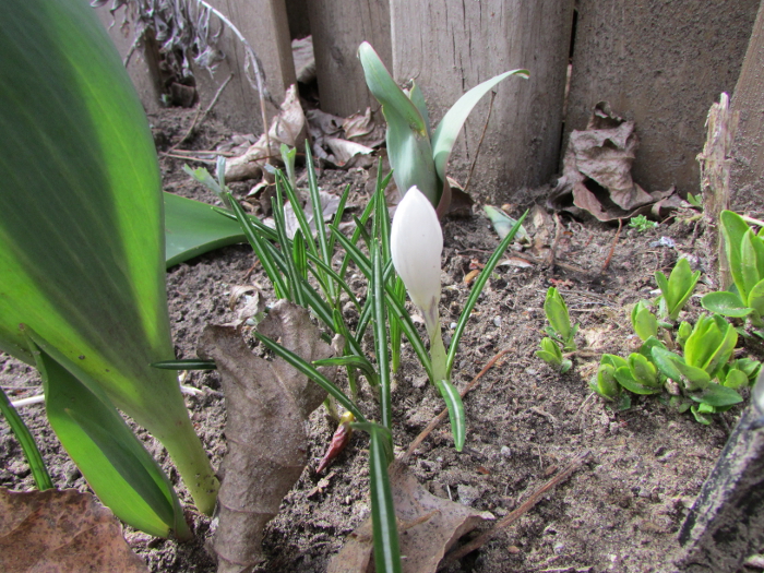 Crocus Bud
