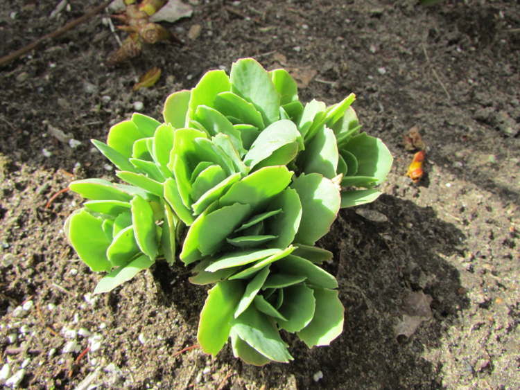 Sedum Sr