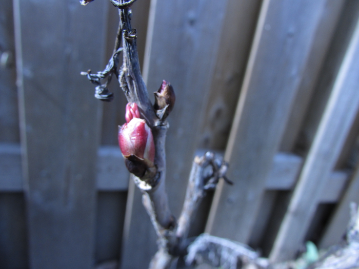 Tree Peony