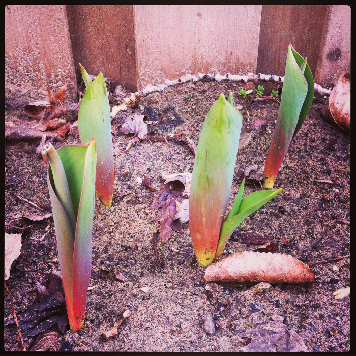 Tulips