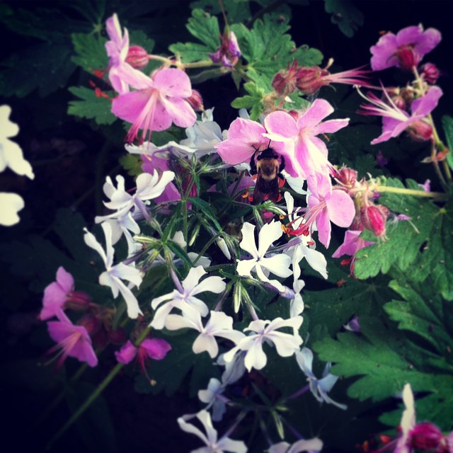 Bee and Flowers #goodmorninggarden