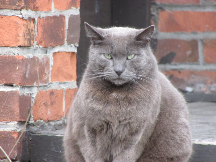 Cats in the Hood Archives Jamie Ridler Studios