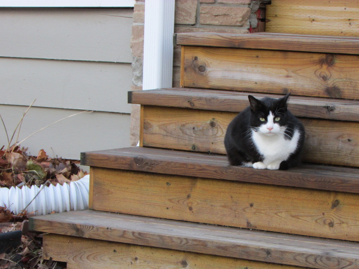 Cats in the Hood Archives Jamie Ridler Studios