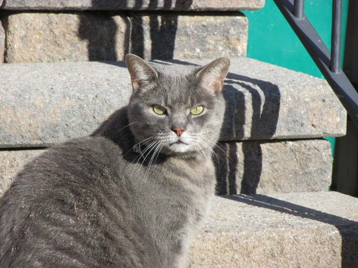Cats in the Hood Archives Jamie Ridler Studios
