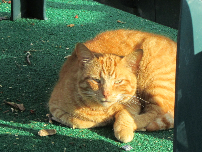 Cats in the Hood Archives Jamie Ridler Studios