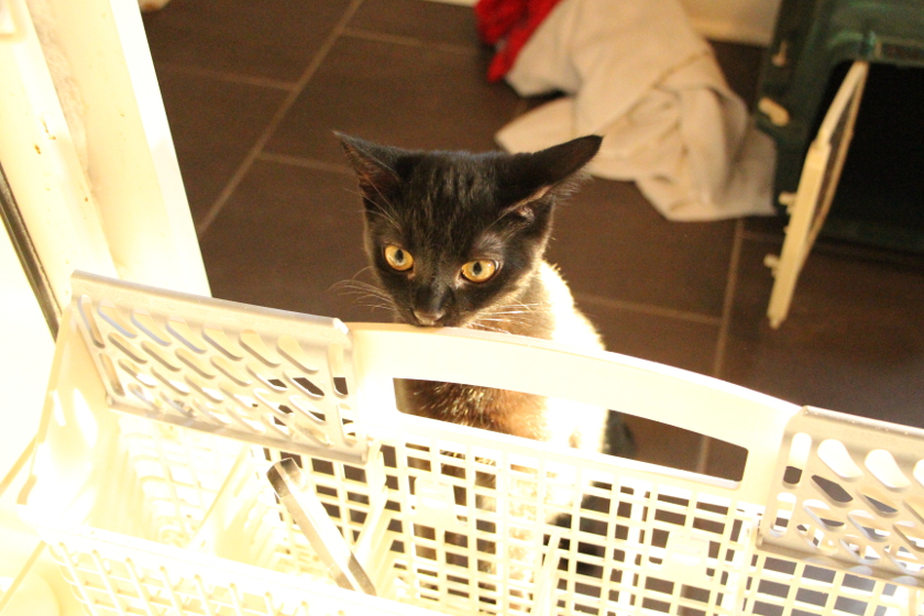 Shibumi and Dishwasher