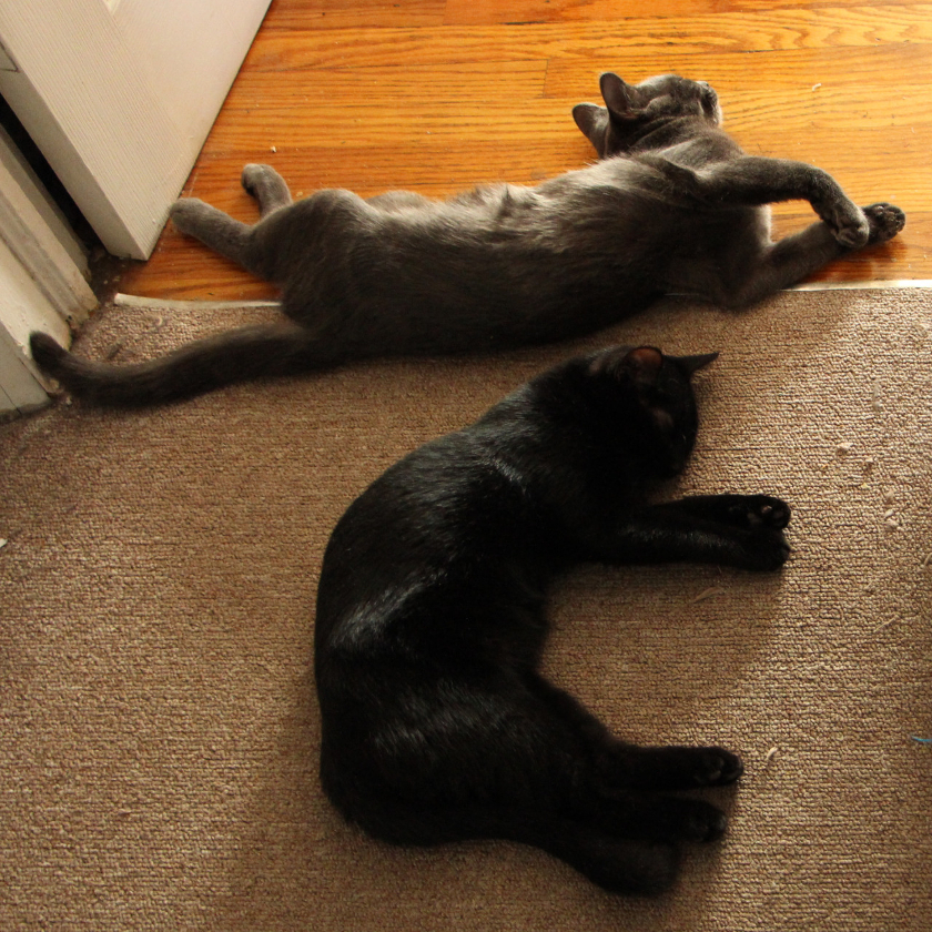 Shibumi & Escher boundary