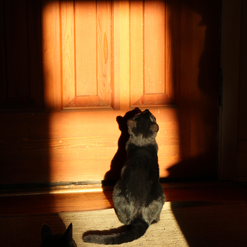 Shibumi by the Door