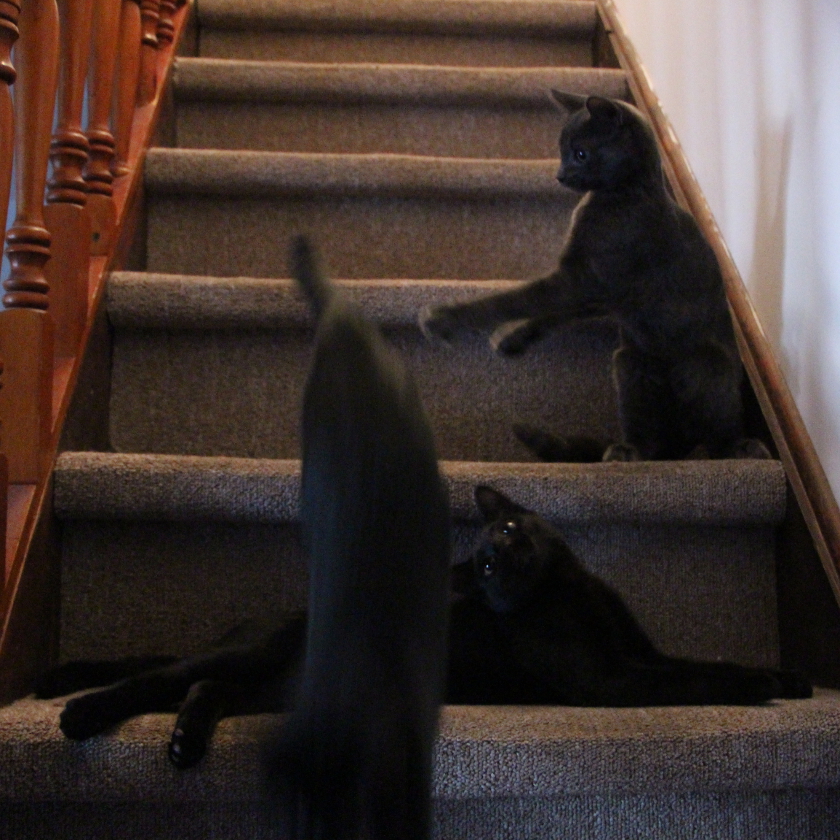 Kittens on Stairs