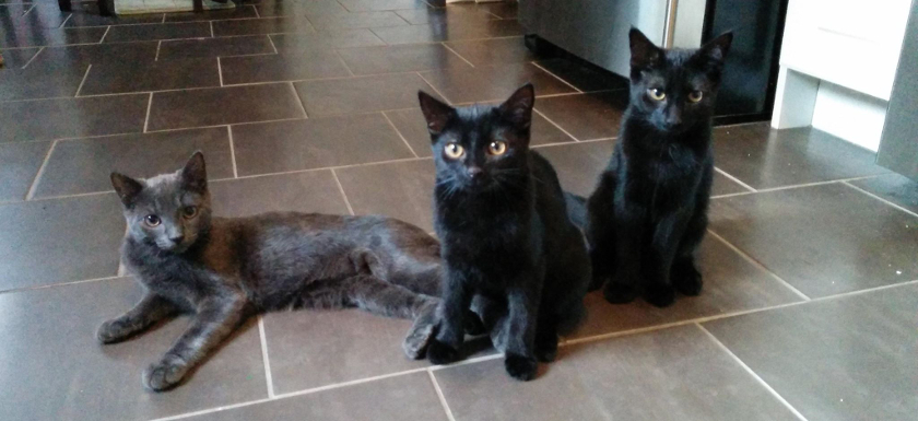 The Triplets Together