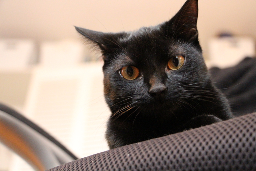 Shibumi on Chair