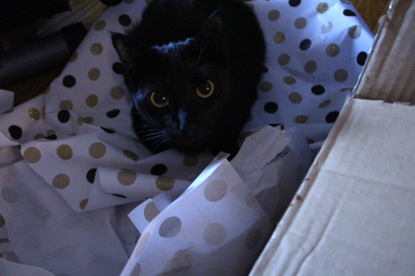 20151207 Scout & Wrapping Paper Jamie Ridler Studios