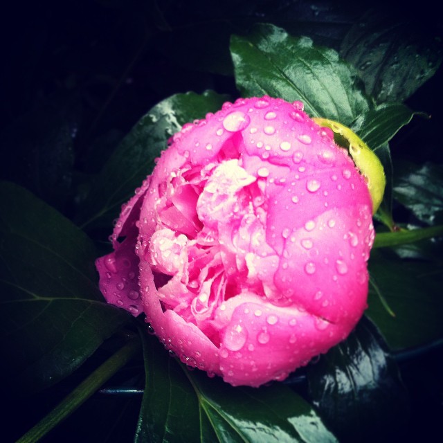 2015-06-08 Peony Bud