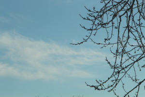 SD eps 7 Tree Says Spring