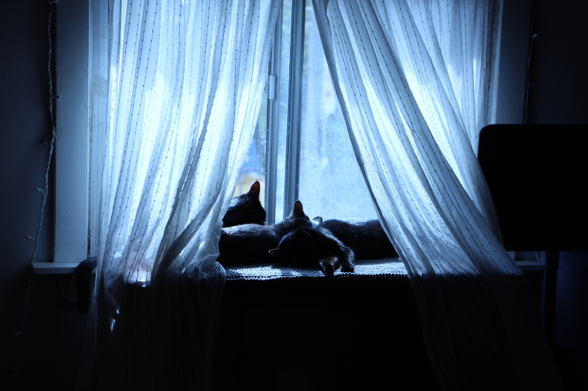 Kittens Sleeping in the Window