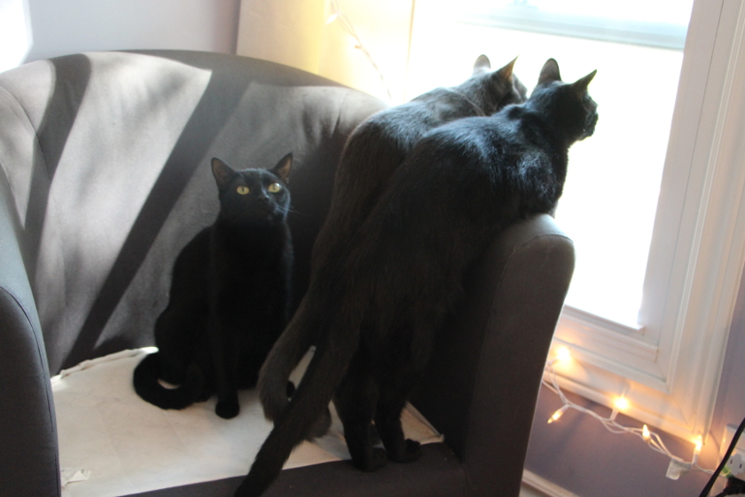 Three Cats on a Chair