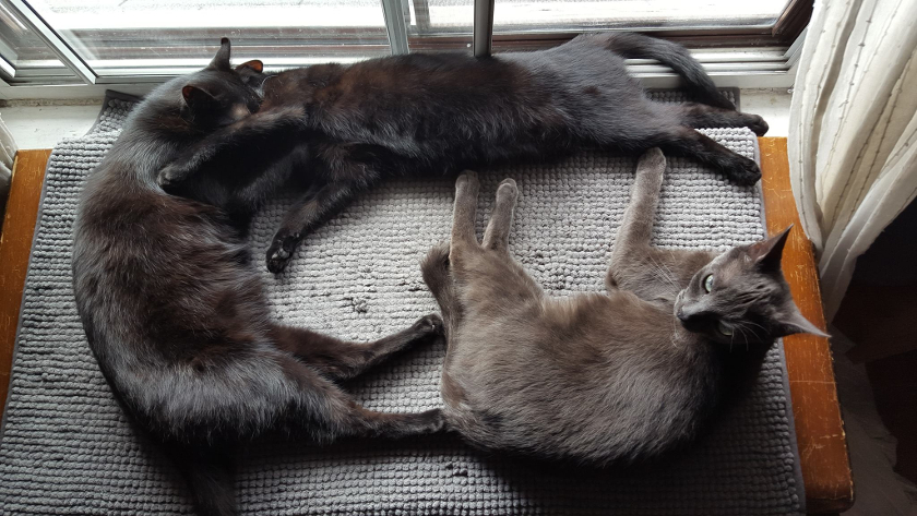 A Circle of Cats