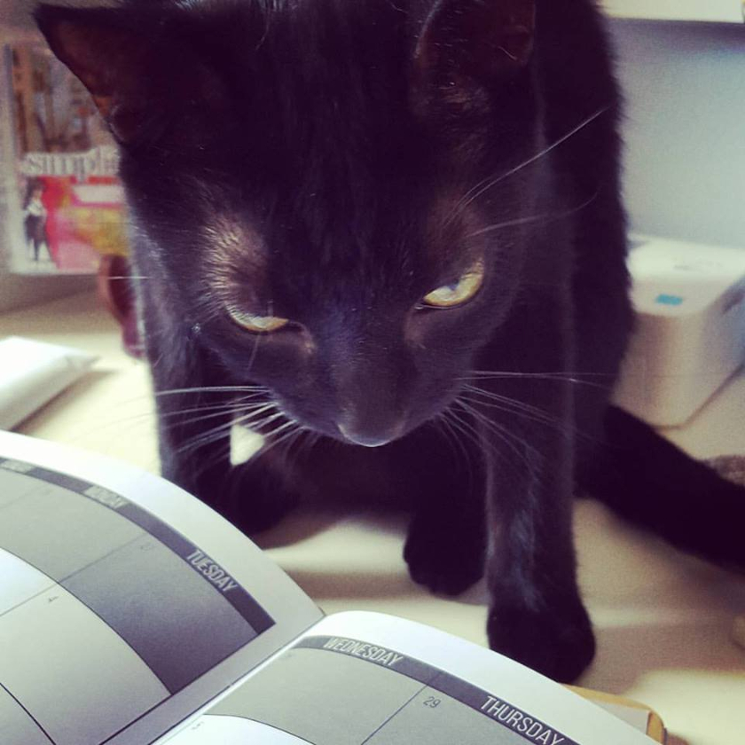 Shibumi overseeing my datebook