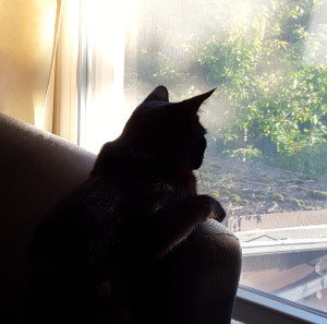 Scout at the Window